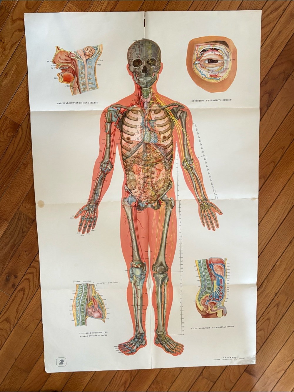 Vintage Anatomical Human Body Wall Art Print -X-Large- 41.5” x 26”